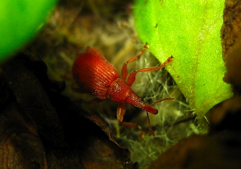 Curculionidae rosso